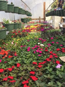 Spring On The Farm Sunpatiens Mixed Hanging Baskets