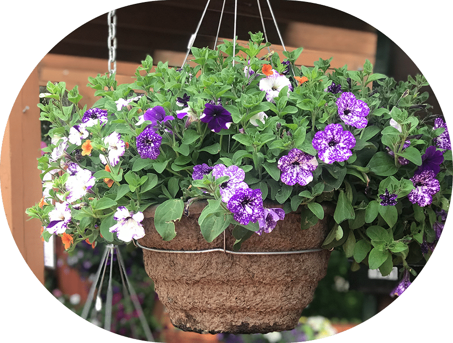 Petunia Fiber Hanging Baskets