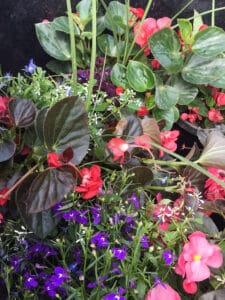 Begonia Mixed Planters