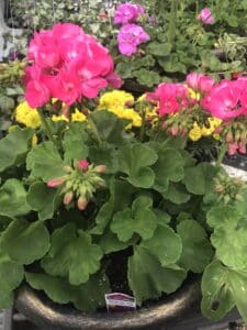 Geranium Planters