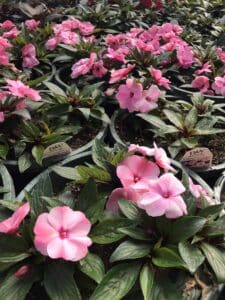 New Guinea Impatiens