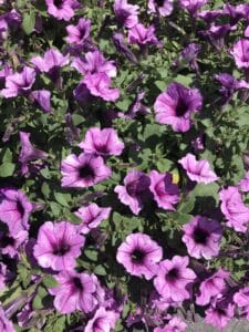 Petunias