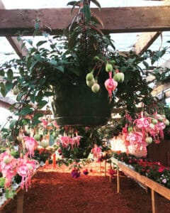 Pink Fuchsia Hanging Basket