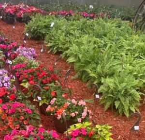 Shade Plants Ferns And Mixed Gardens