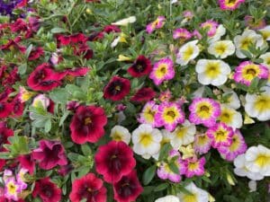 Calibrachoa