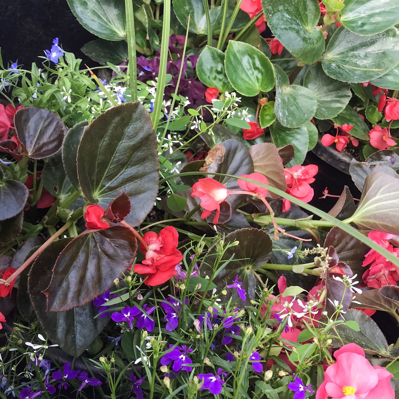 Begonia Mixed Planters