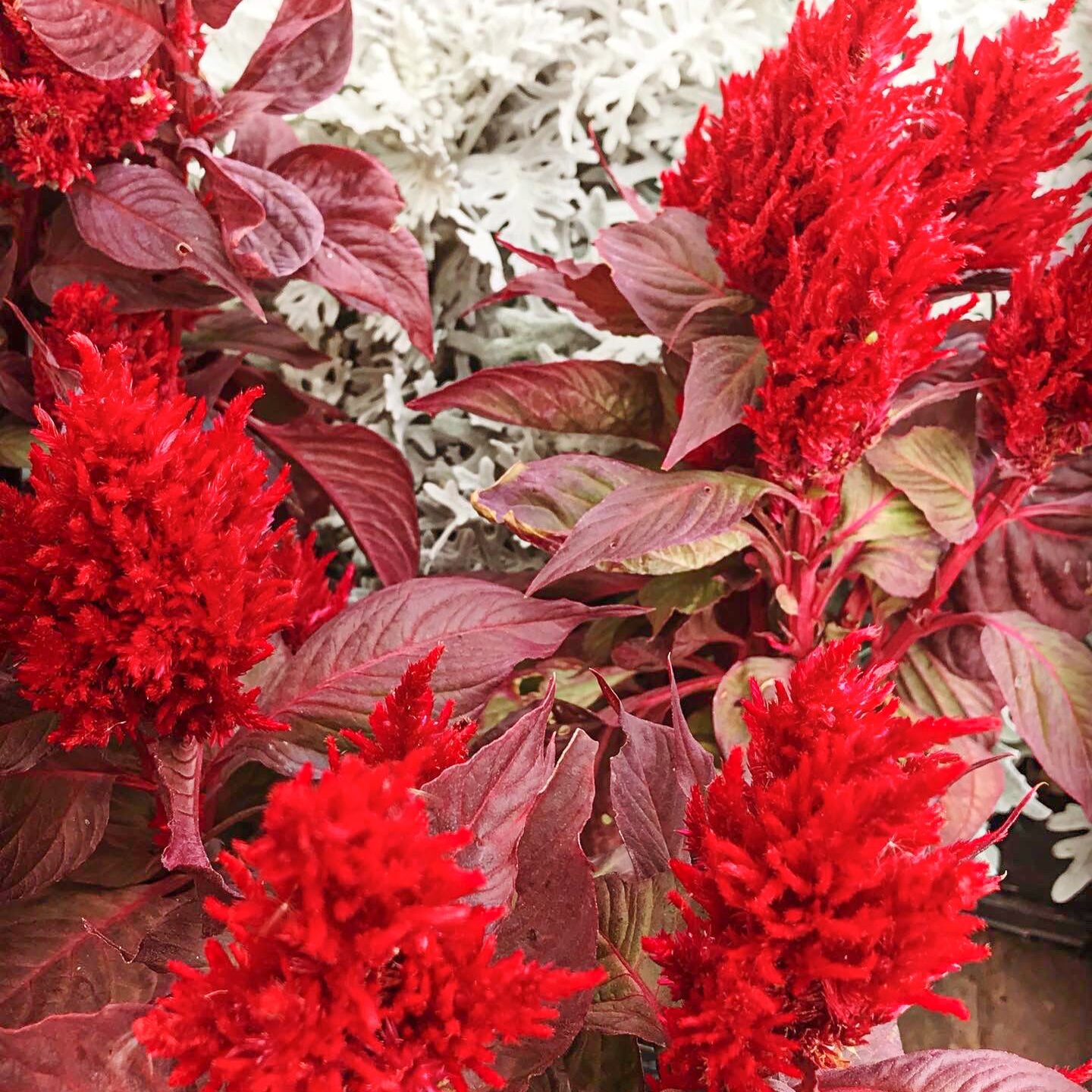 Celosia Flowers