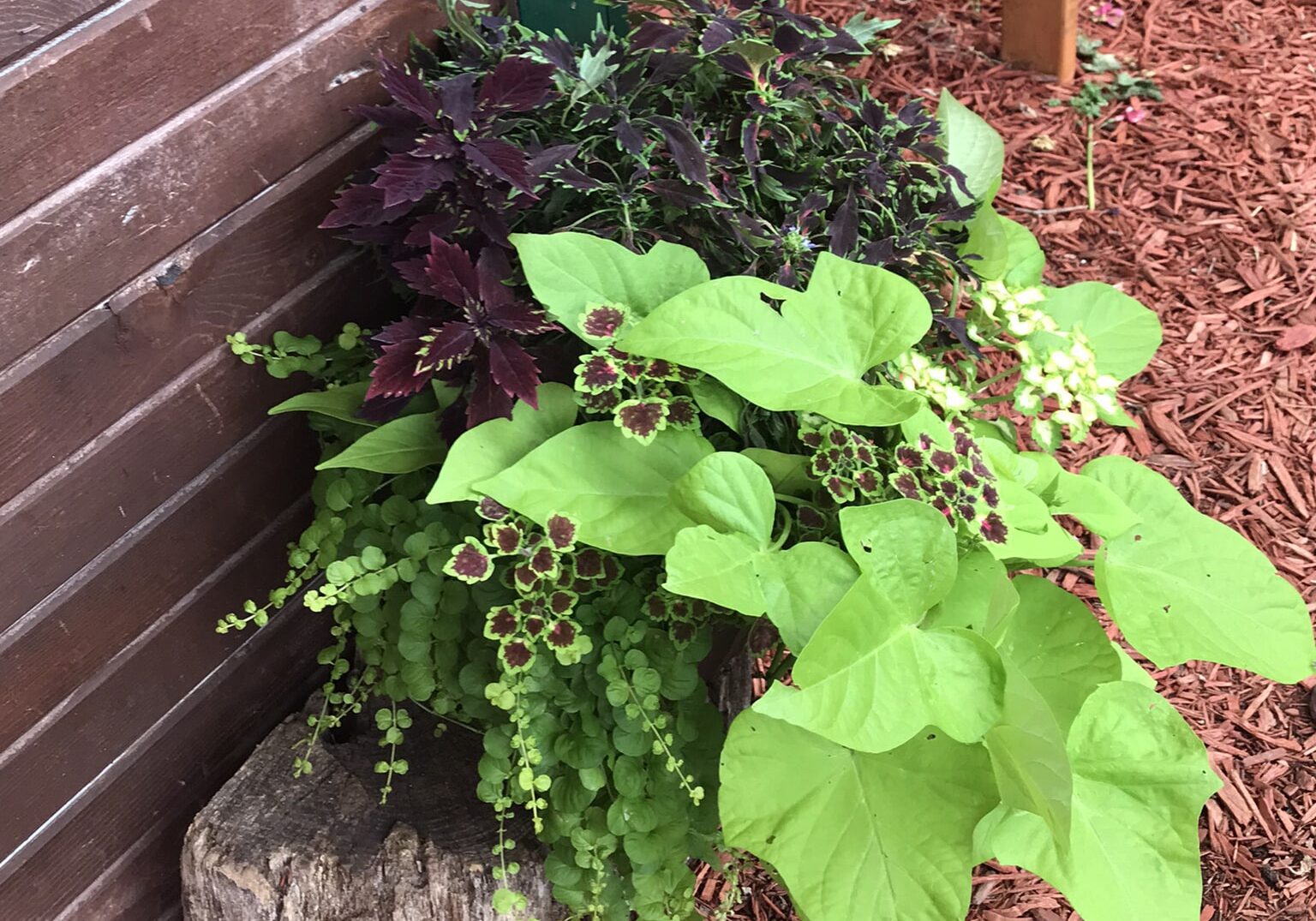 Coleus Mixed Planter Summer Landscape