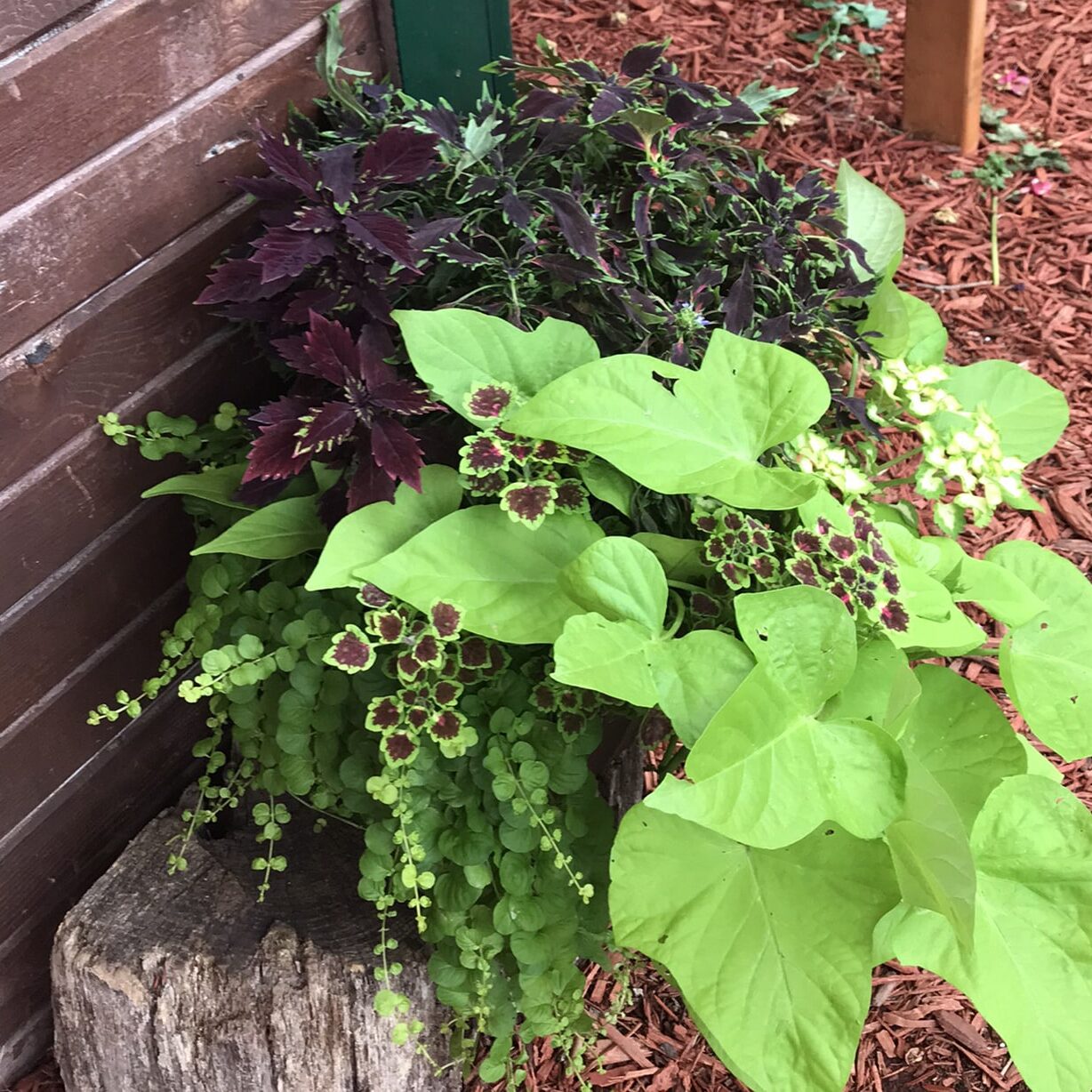 Coleus Mixed Planter Summer Landscape