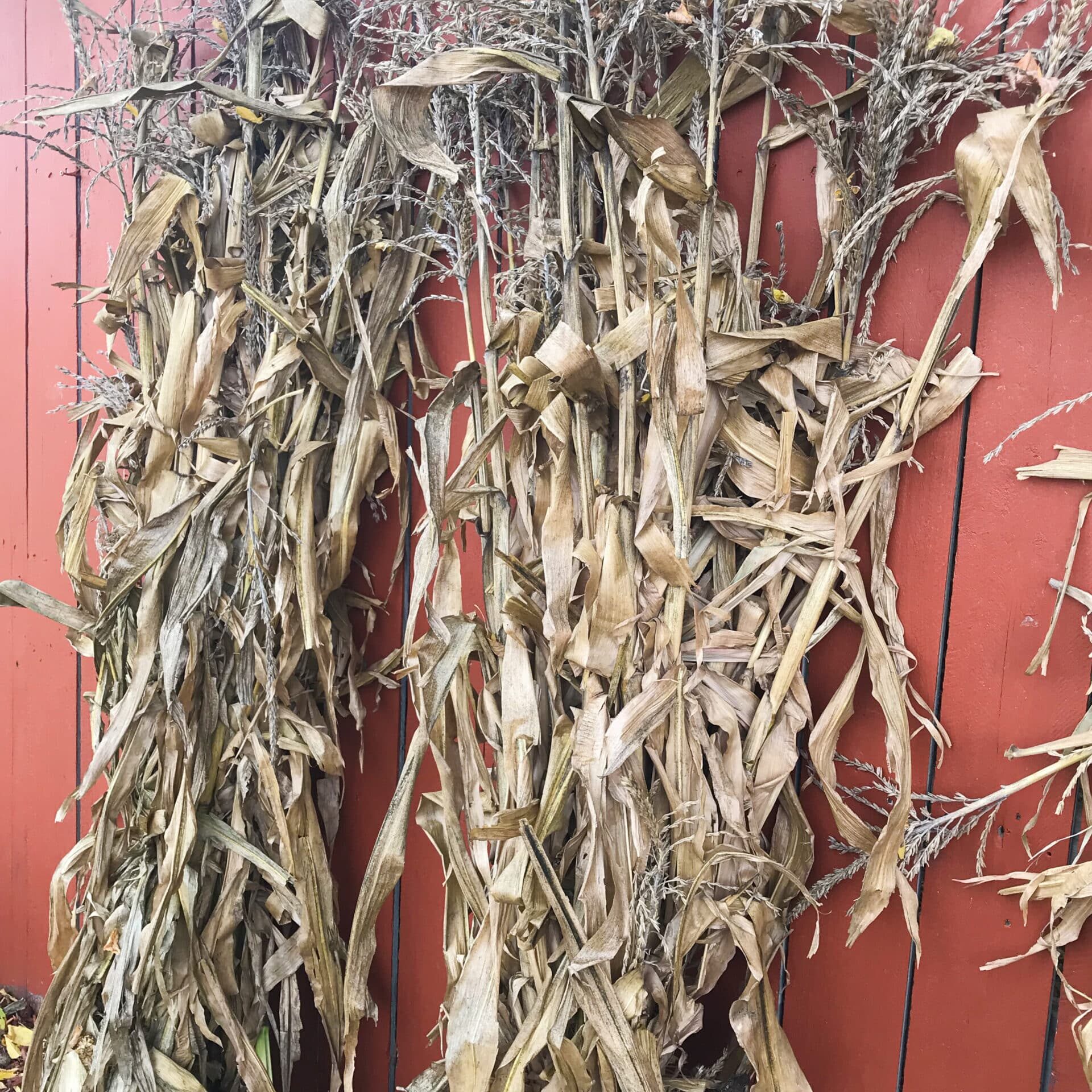 Corn Stalk Bundles At The Market In Fall