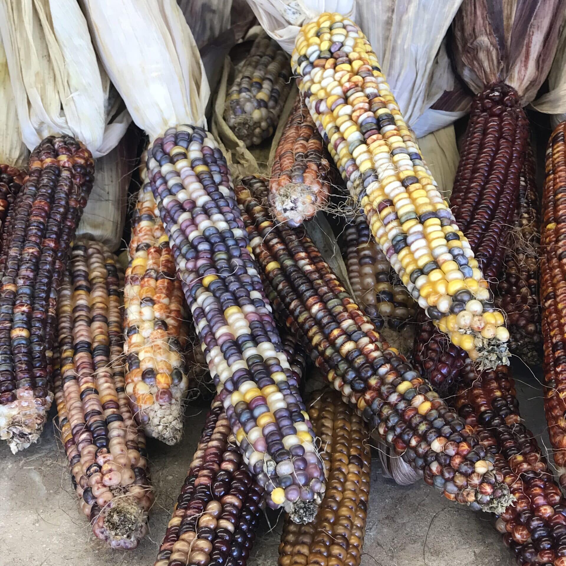 Decorative Corn At Doehlings Market In Fall