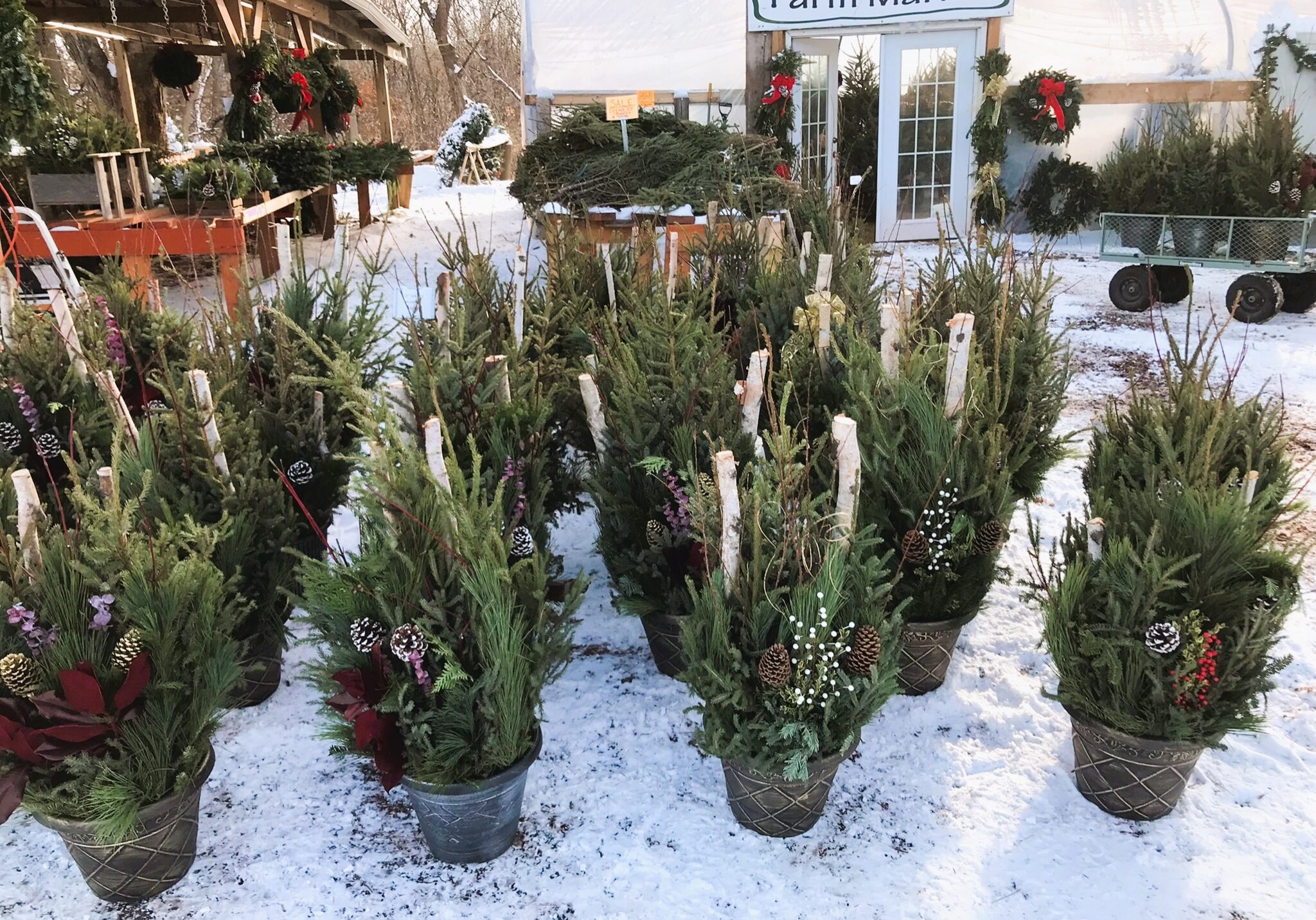 Doehling Holiday Spruce Tip Planters