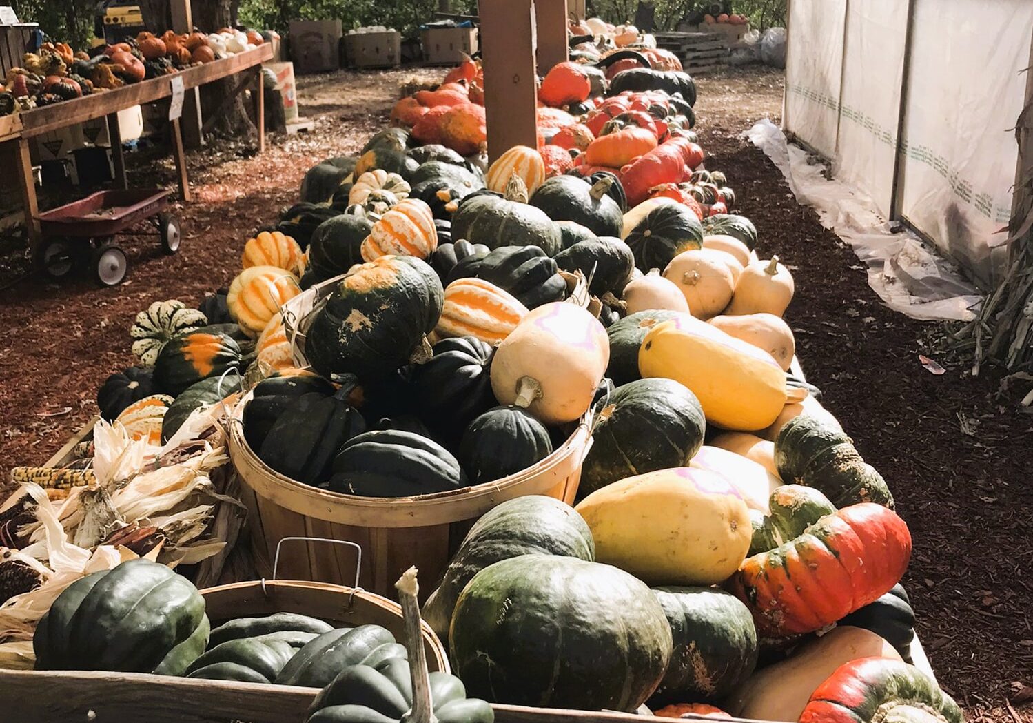 Doehling Market Fall Squash