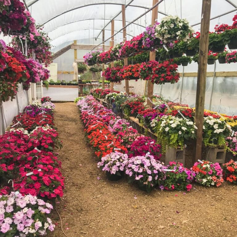 Doehling S Farm Market Greenhouse Colorful Flowers