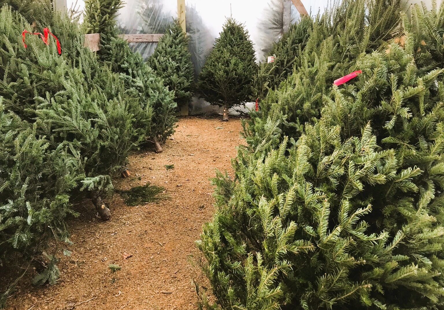 Doehlings Holiday Trees Fresh Cut Balsam Fraser