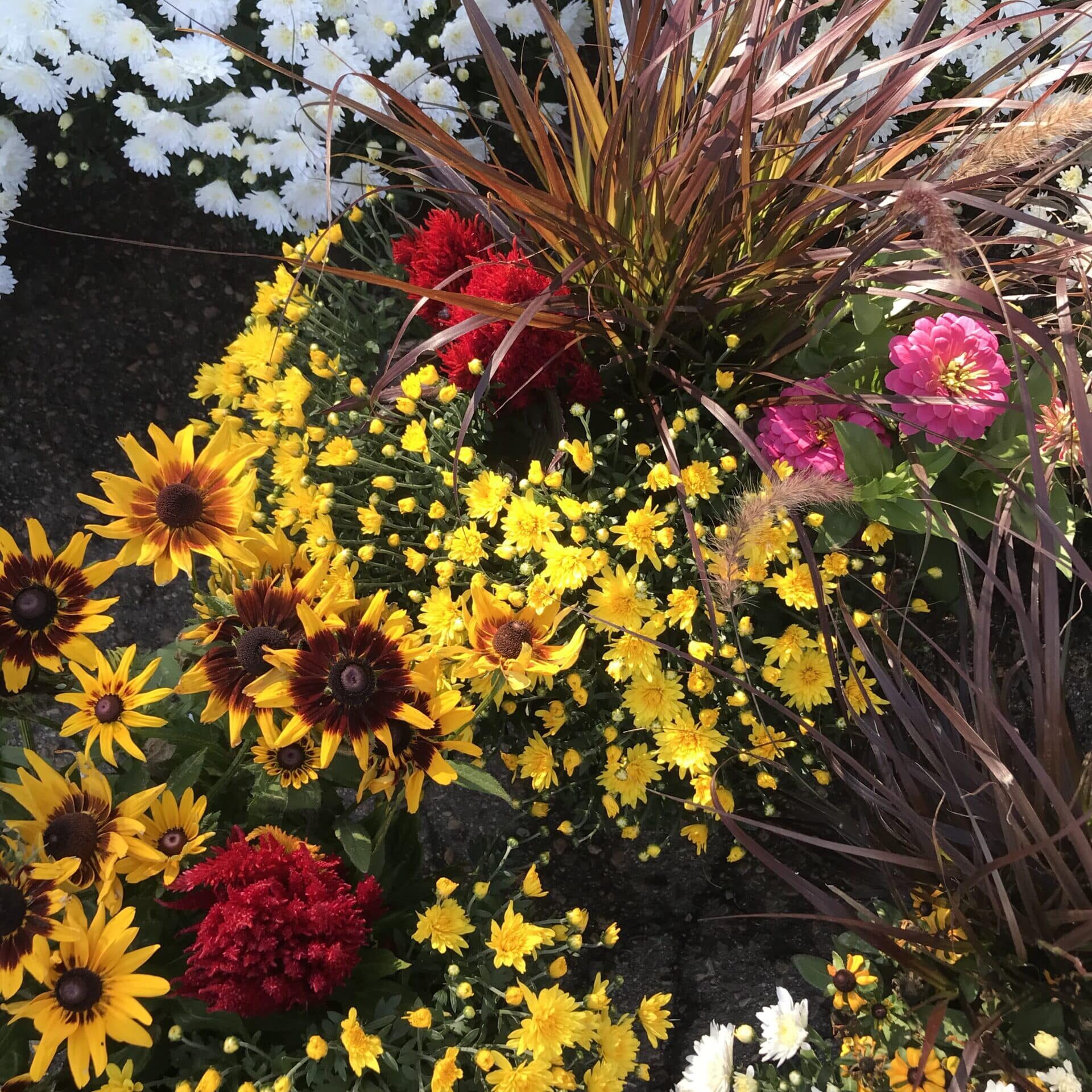 Doehlings Mixed Fall Flowers