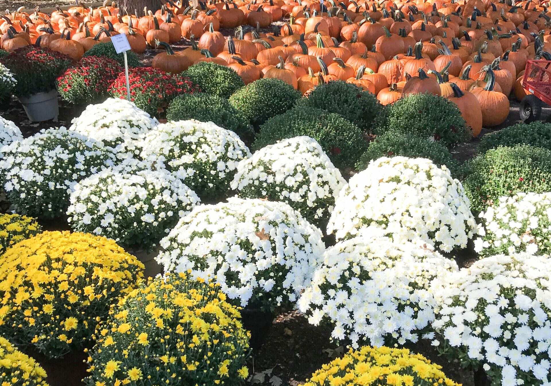 Fall Mums And Pumpkins At Doehlings Market