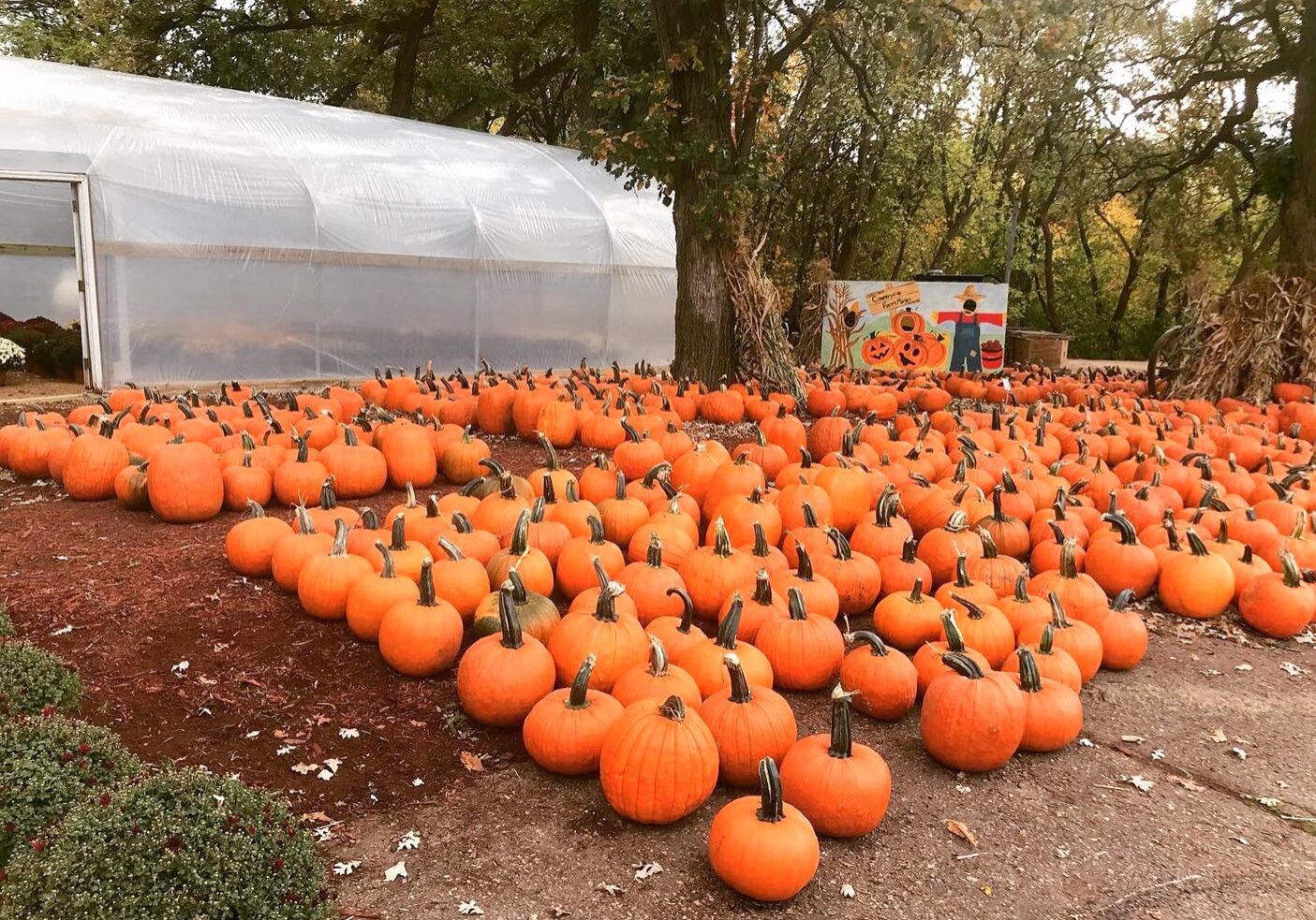 Fall Pumpkins At Doehlings Farm Market