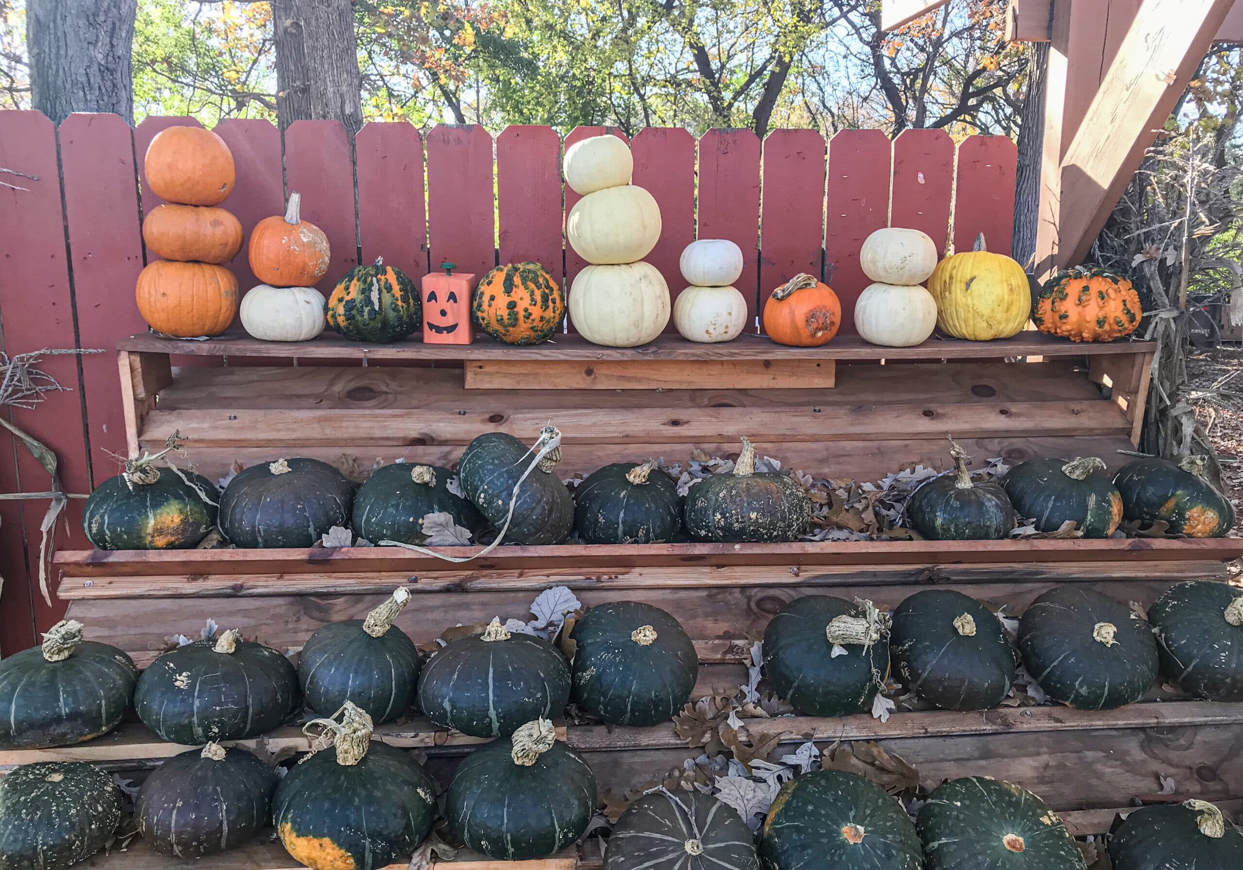 Fall Squash And Pumpkins At Doehlings Market