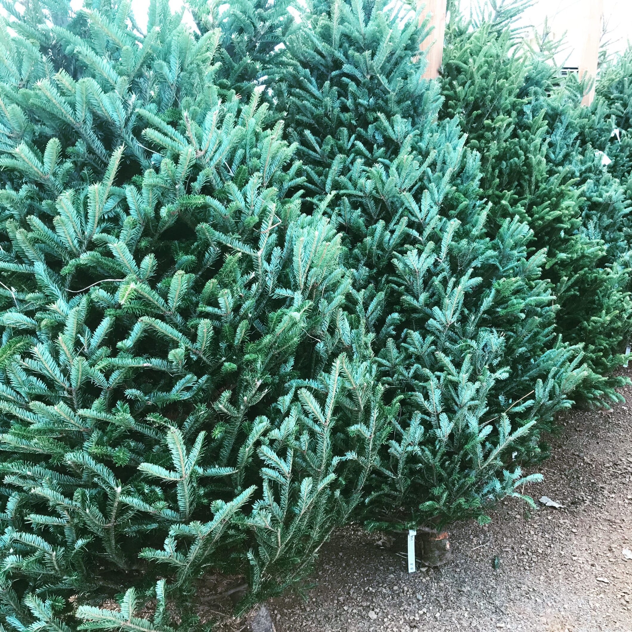 Fresh Cut Trees Holiday Fraser Balsam