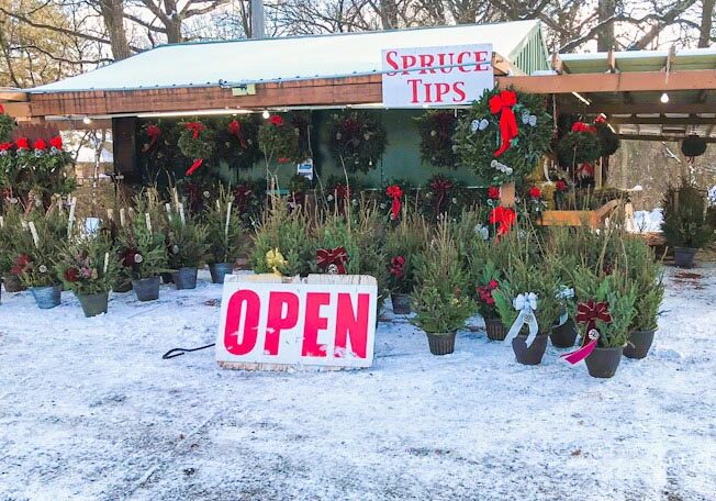 Fresh Greens Holiday Outdoor Decorations Spruce Tips Pine