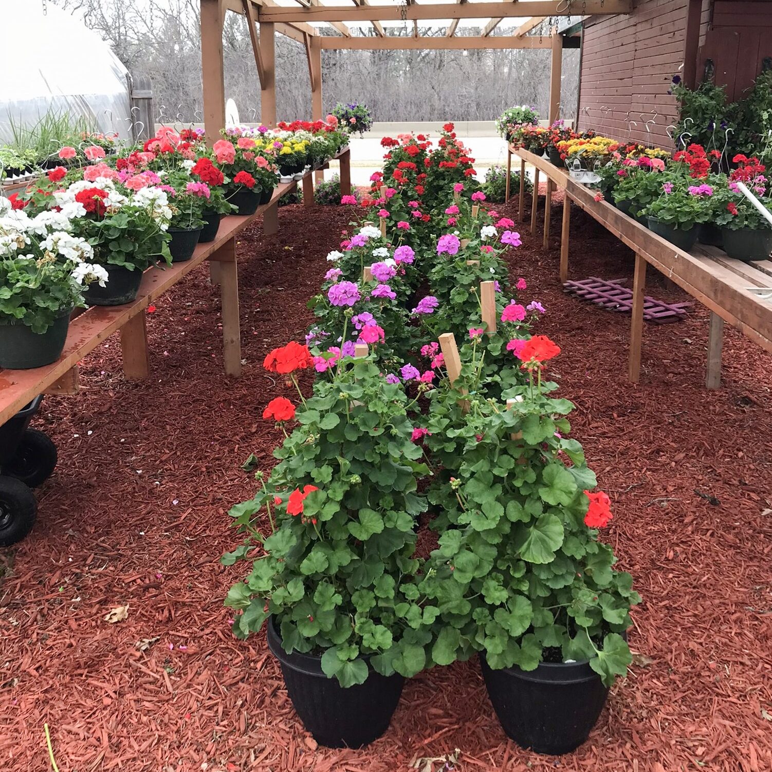 Geraniums Spring Summer Red Orange White Lavender Pink