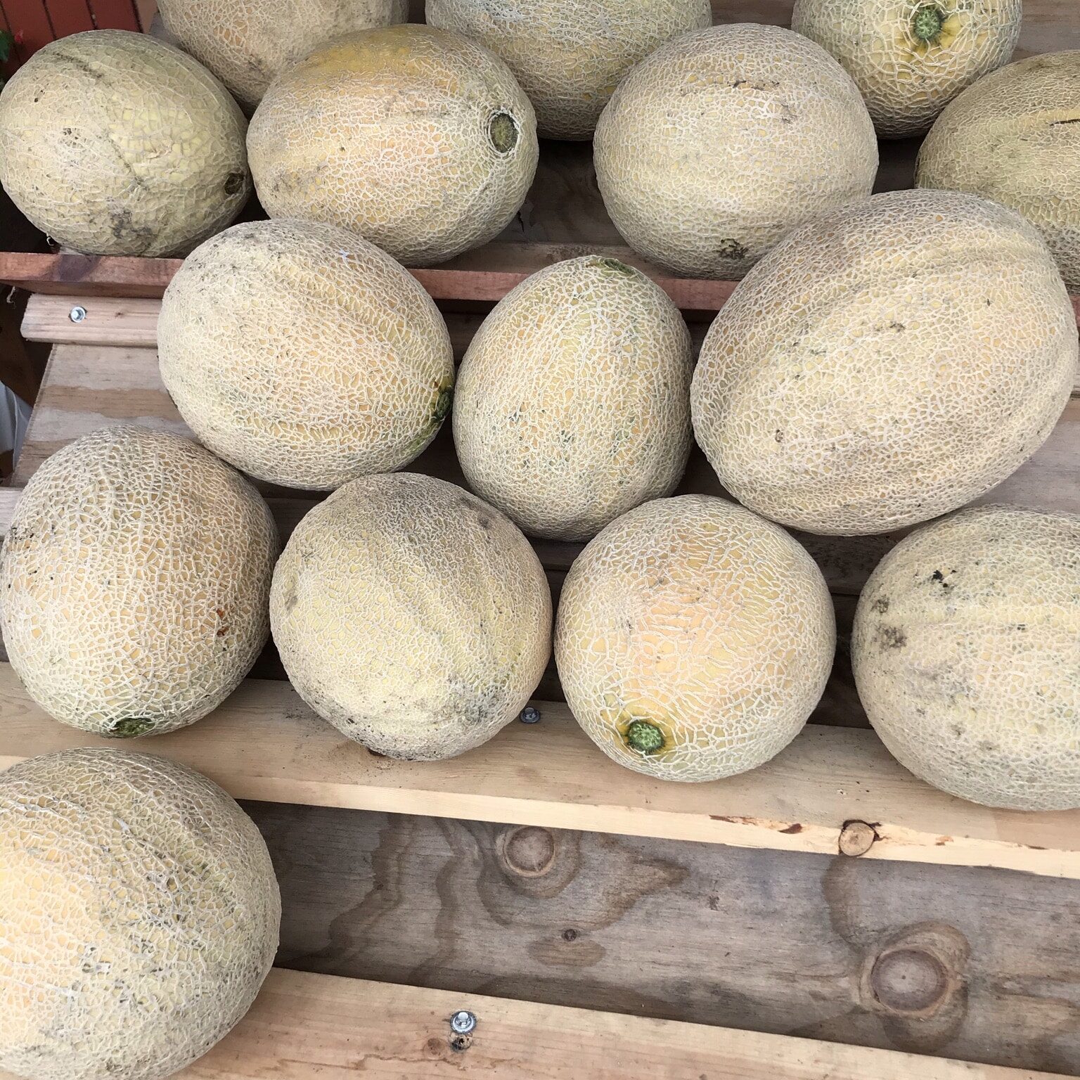 Locally Grown Melons