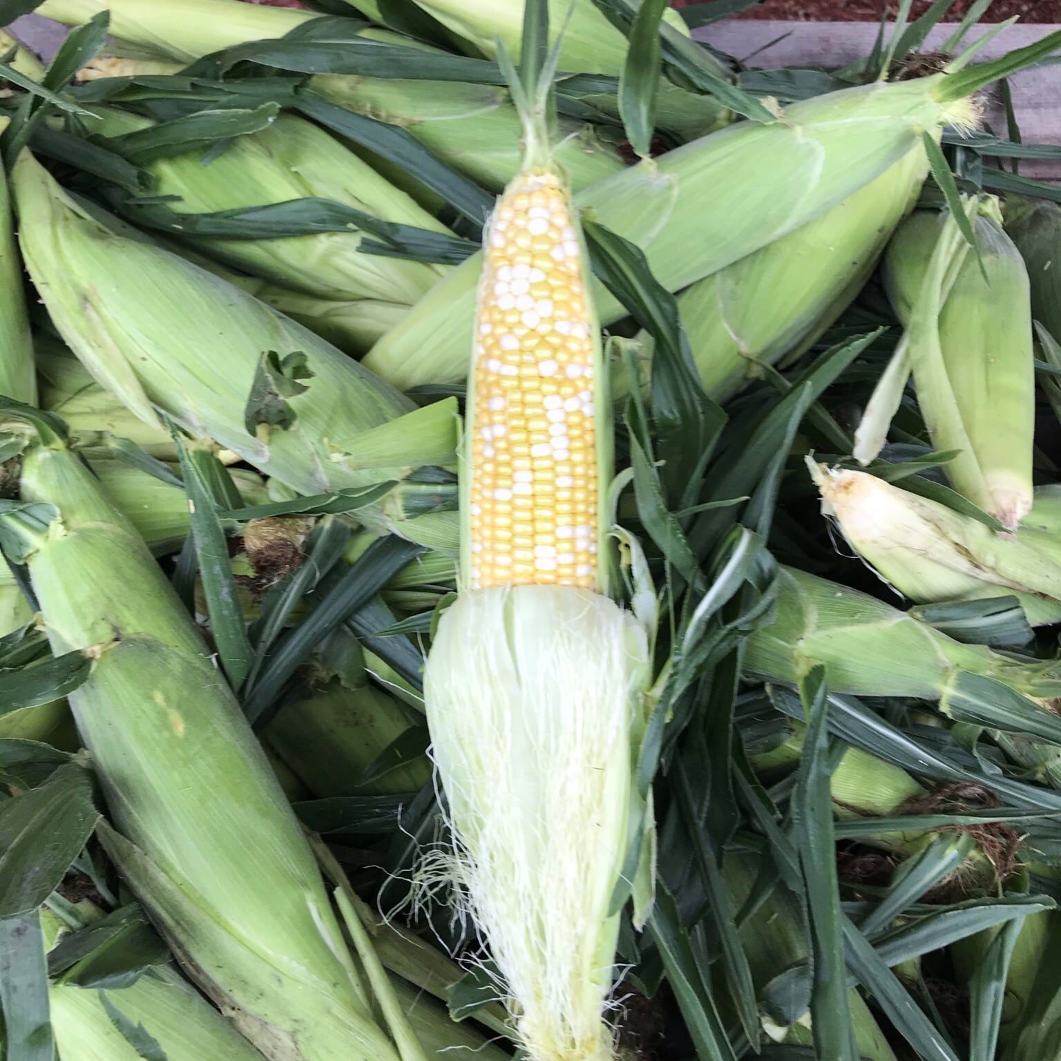 Locally Grown Sweet Corn