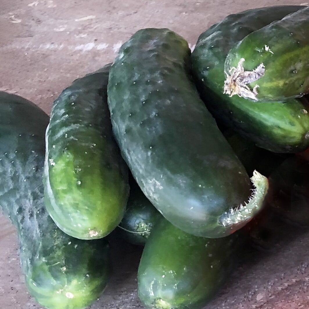 Minnesota Grown Cucumbers