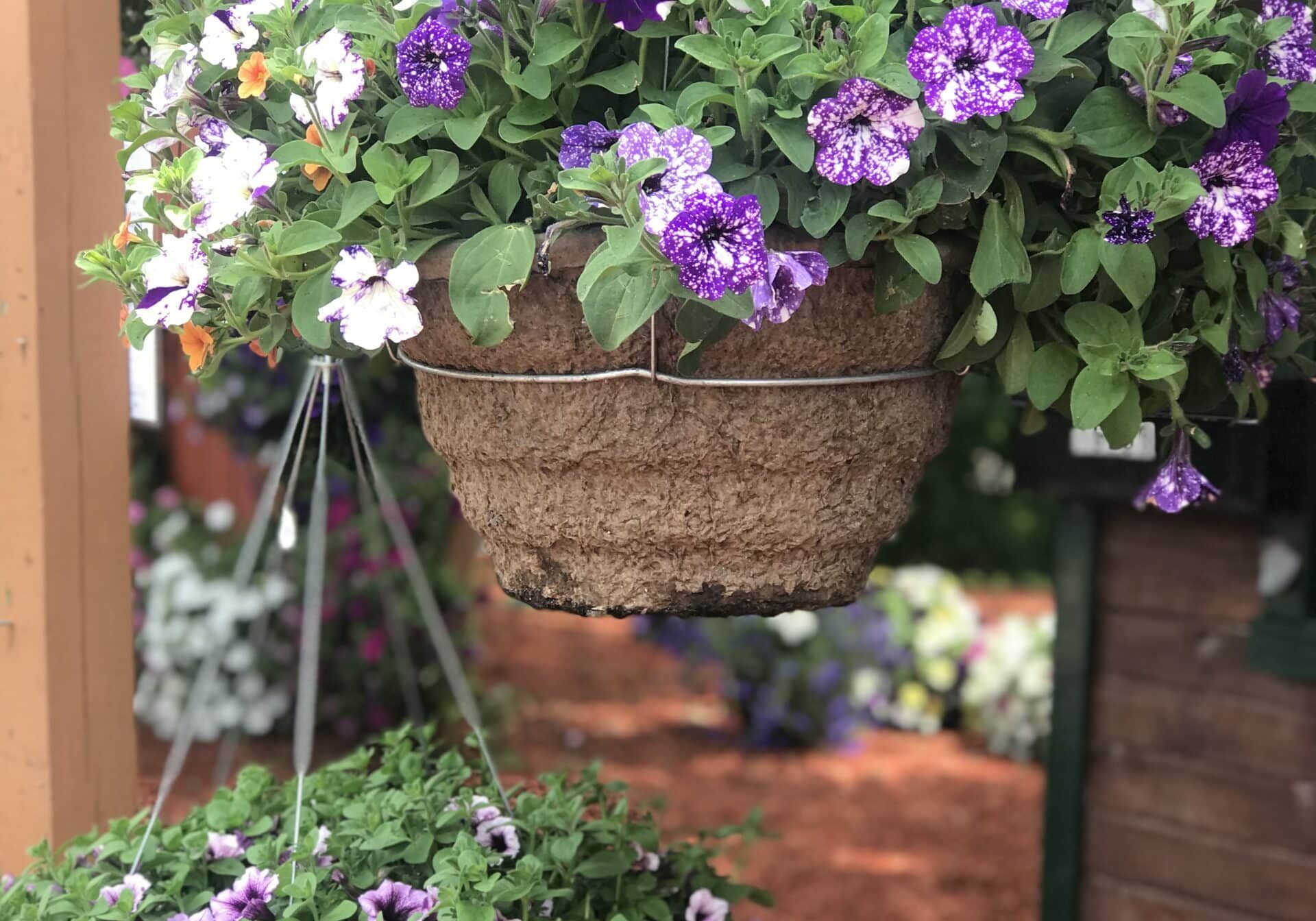 Petunia Fiber Hanging Baskets