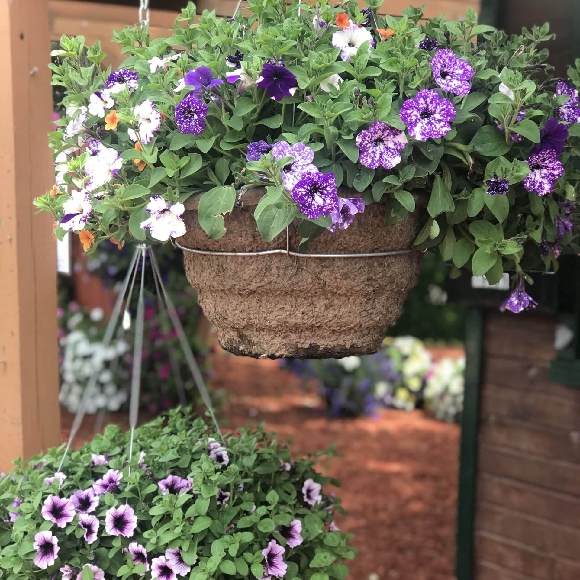 Petunia Fiber Hanging Baskets