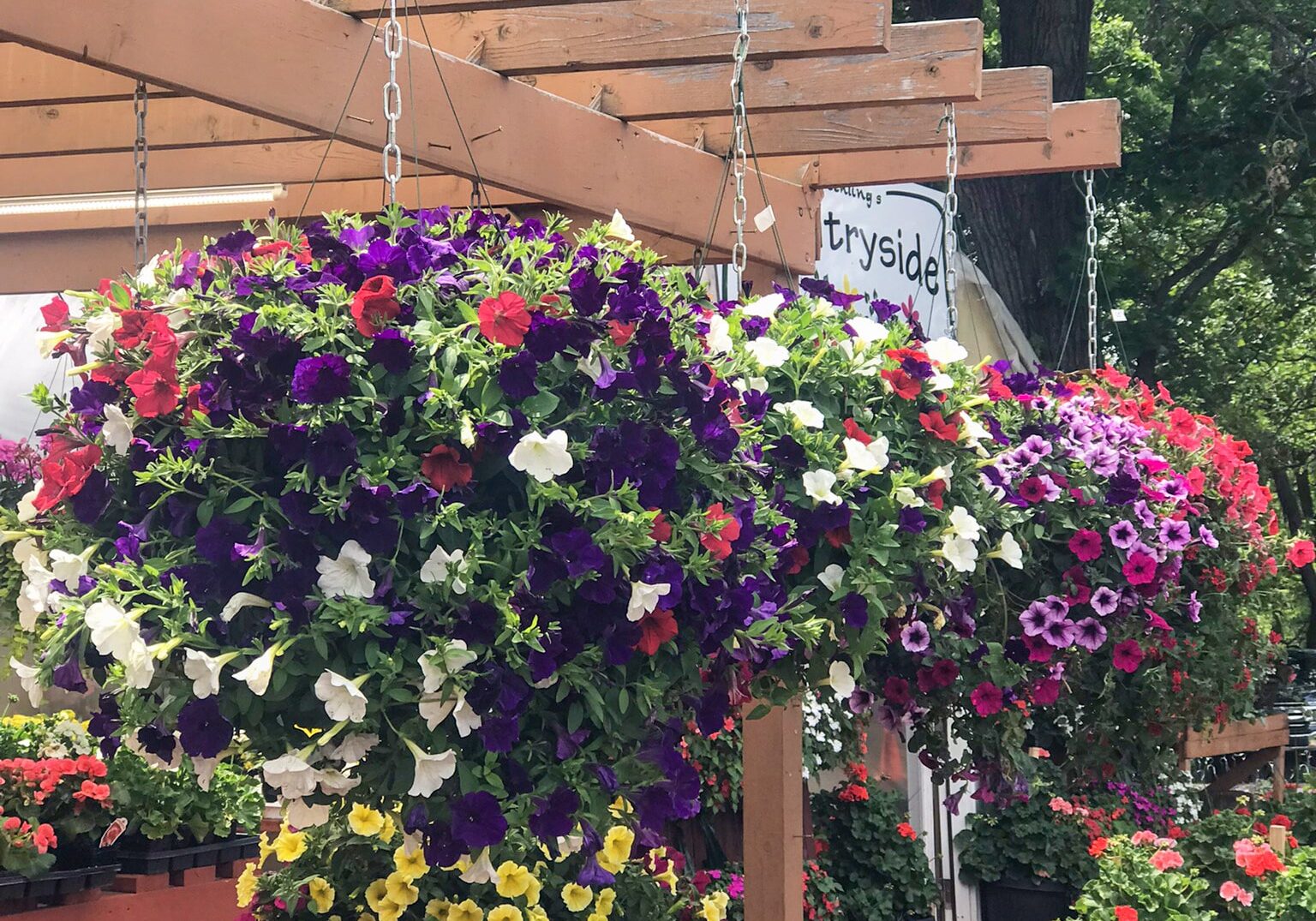 Petunia In Hanging Baskets