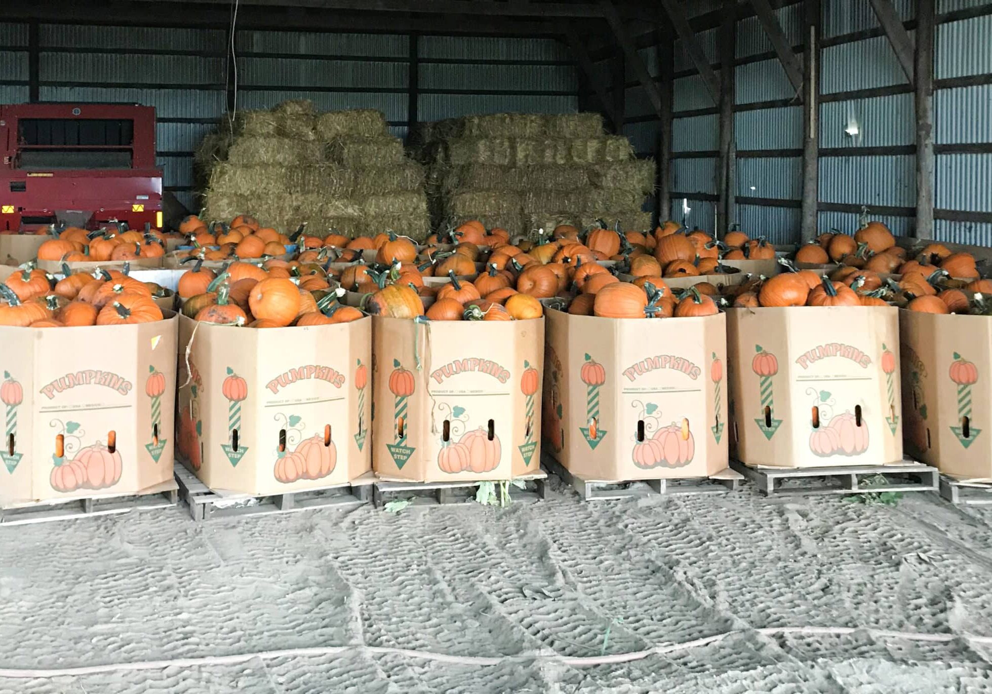 Pumpkin Bins Ready For Market