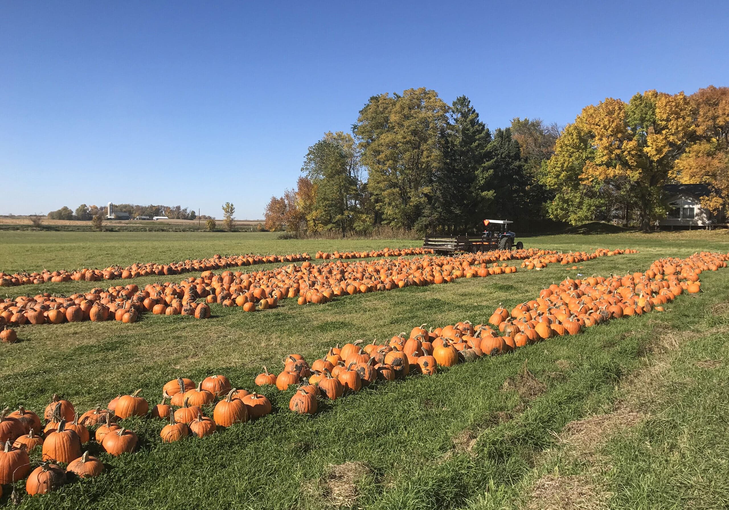 Pumpkins Fresh Off The Field