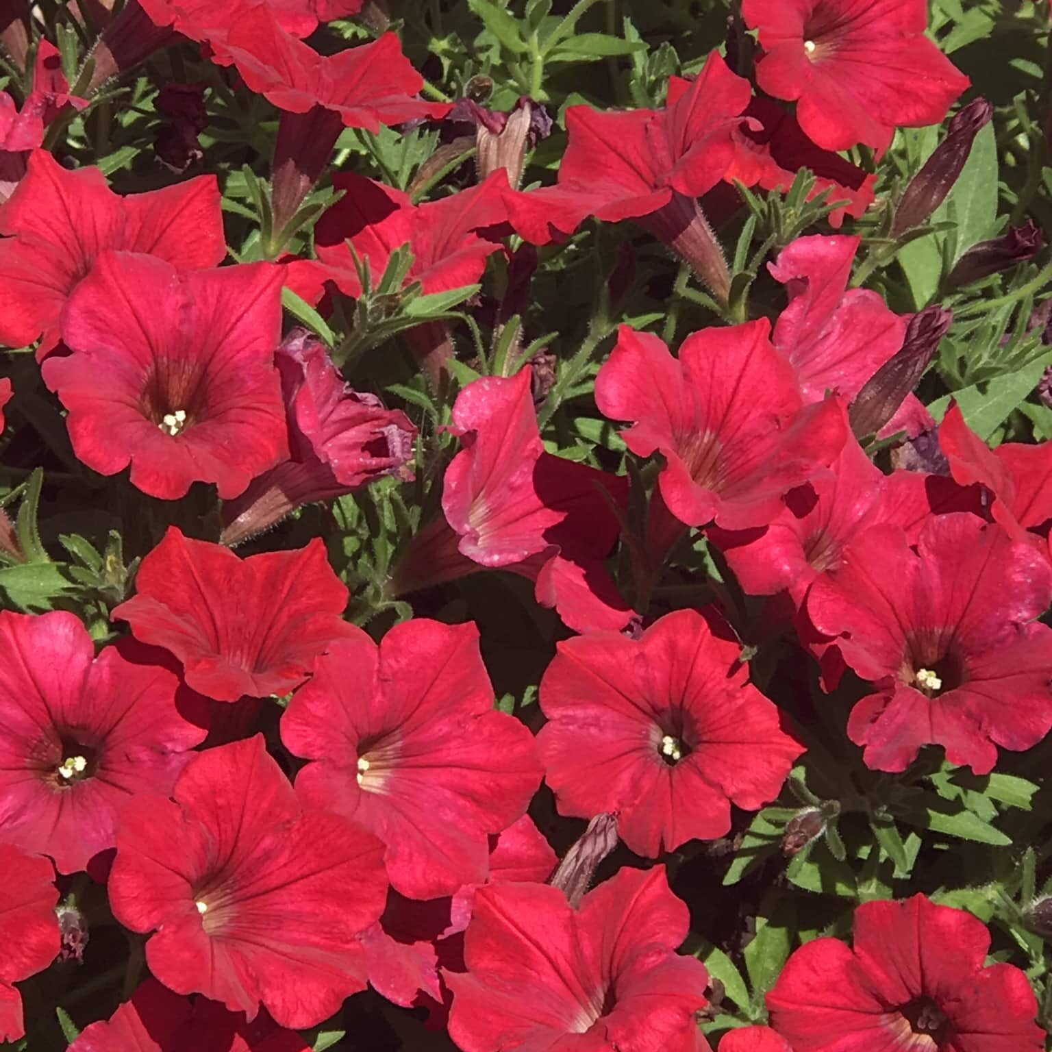 Red Petunias Planters Hanging Baskets