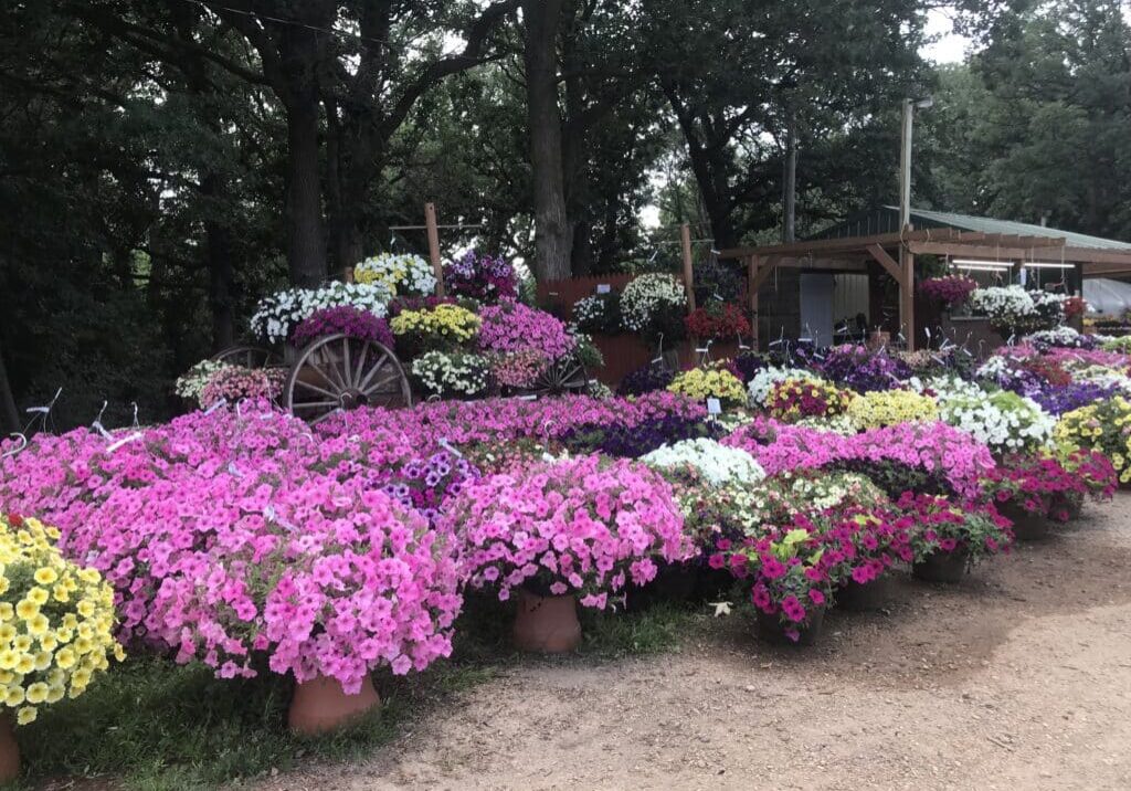 Sea Of Petunias