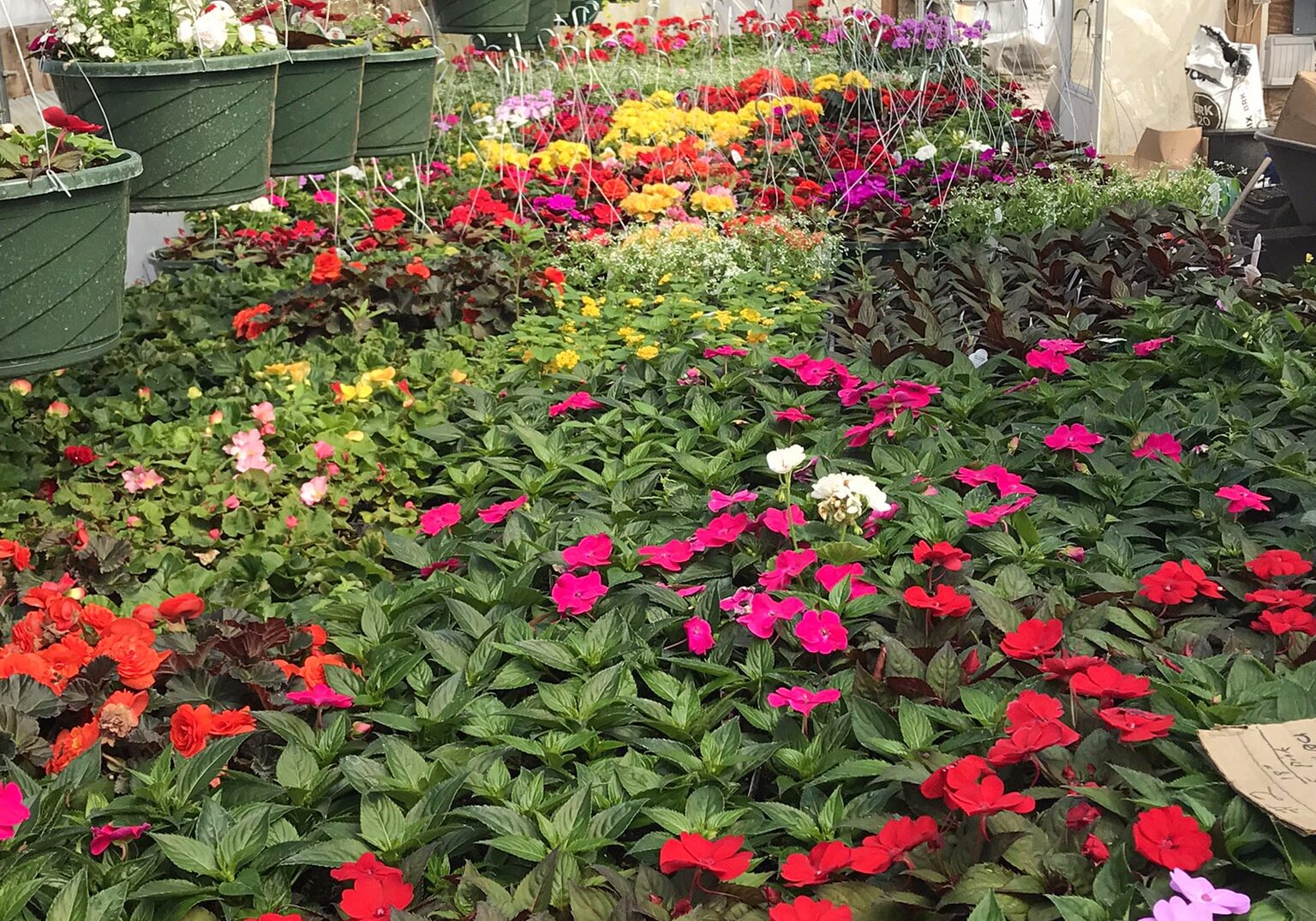 Spring On The Farm Sunpatiens Mixed Hanging Baskets