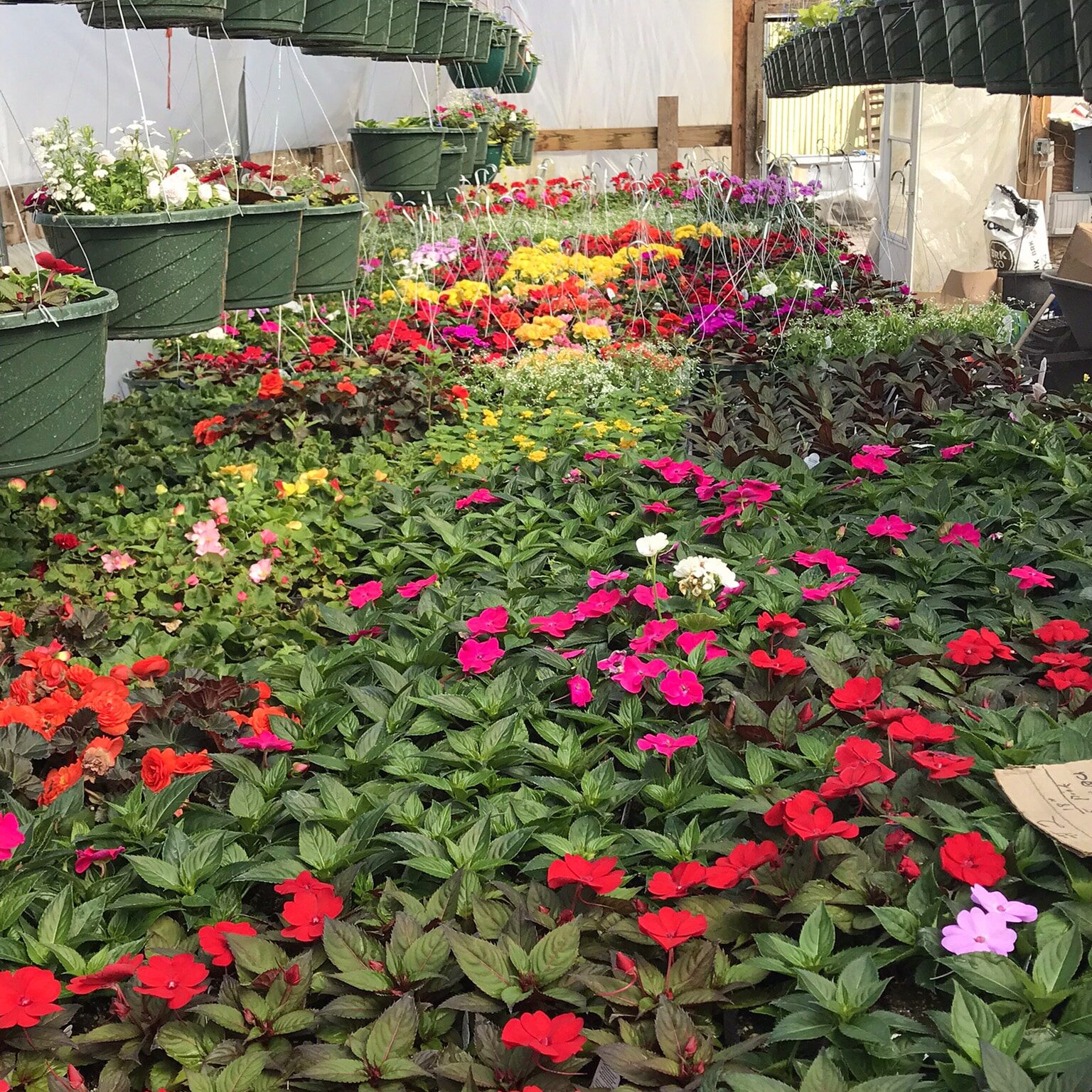 Spring On The Farm Sunpatiens Mixed Hanging Baskets